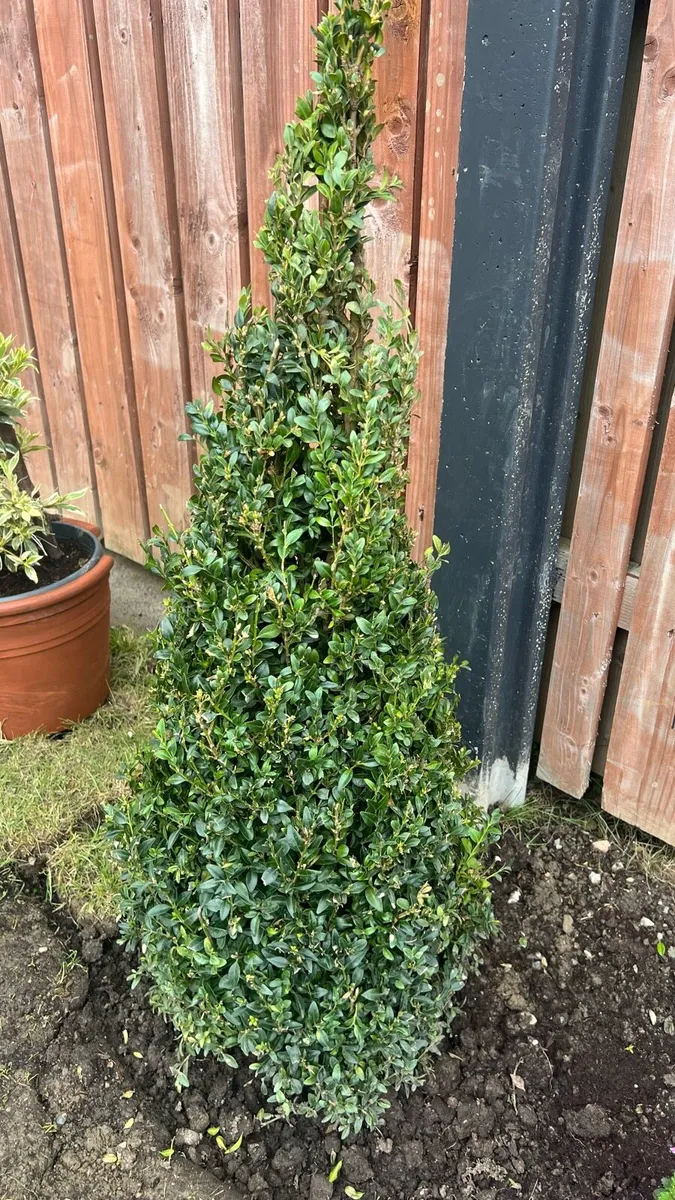 Plants - Image 3