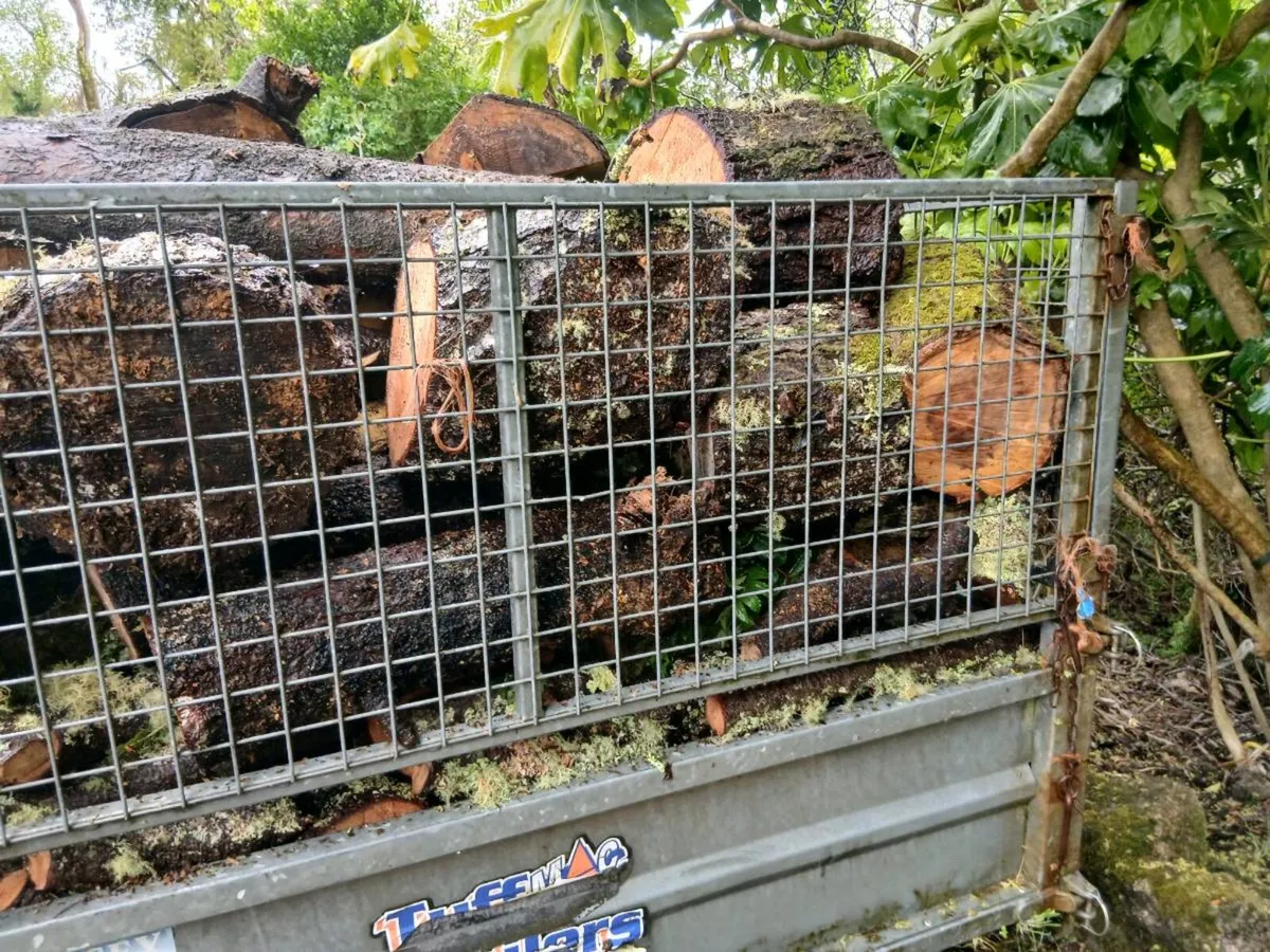 Firewood - Image 3