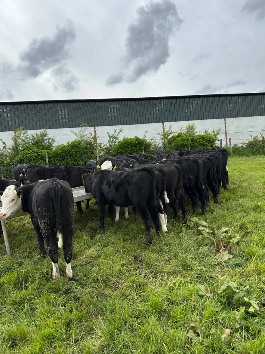 Angus and Hereford heifers - Image 1