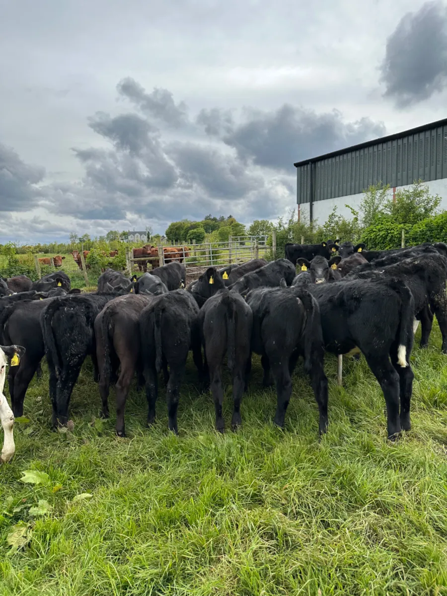 Angus and Hereford heifers - Image 4
