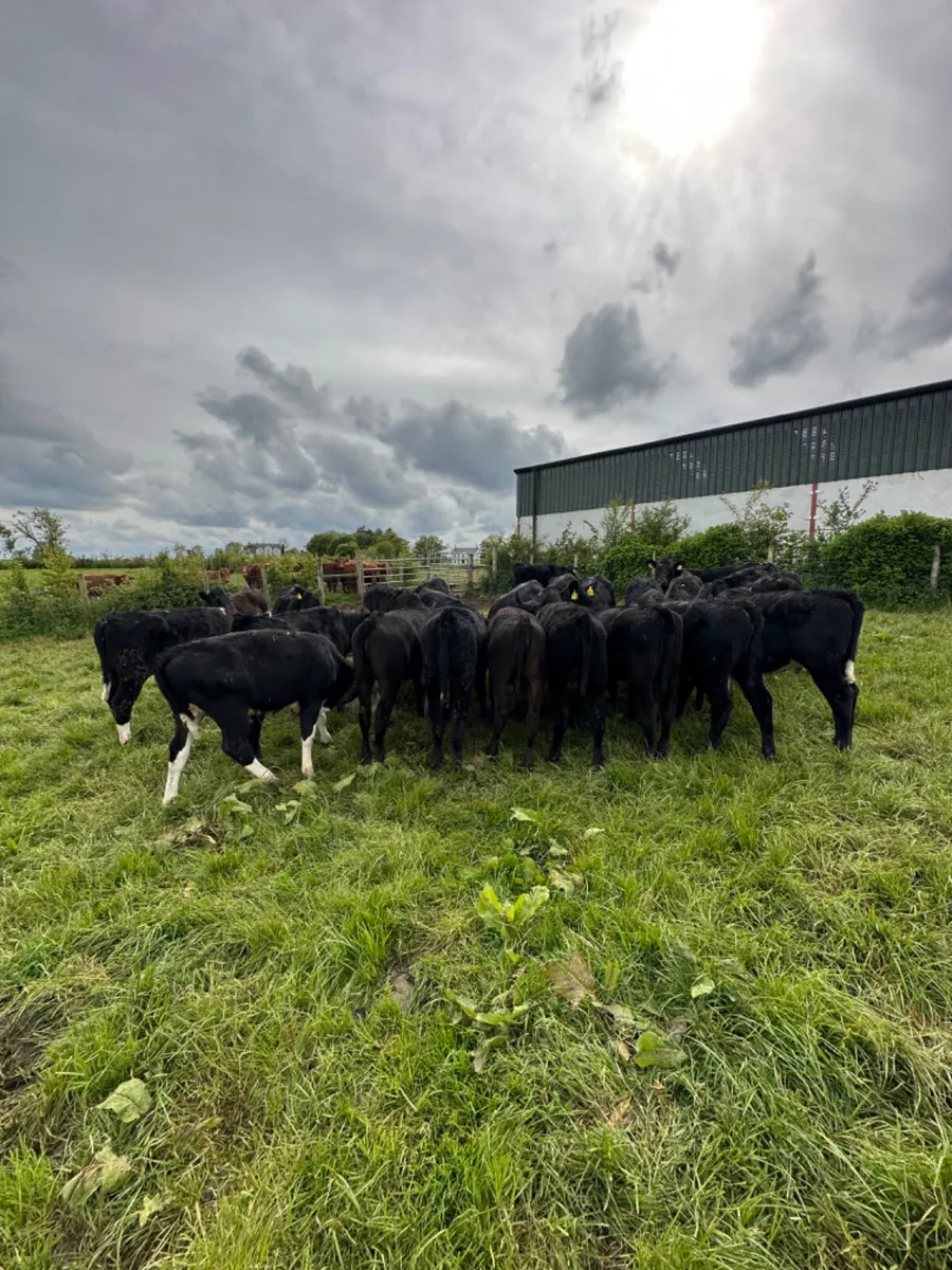 Angus and Hereford heifers - Image 2