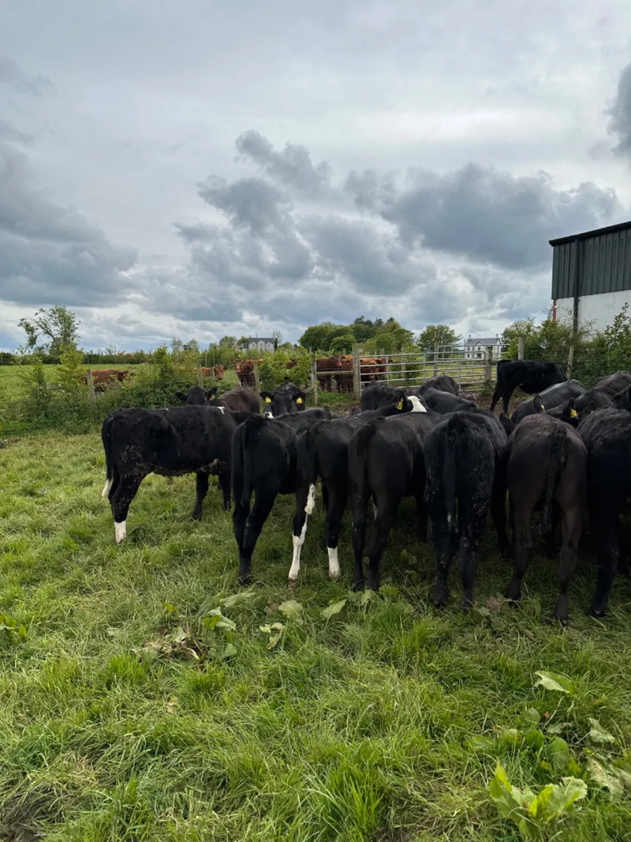 Angus and Hereford heifers - Image 3