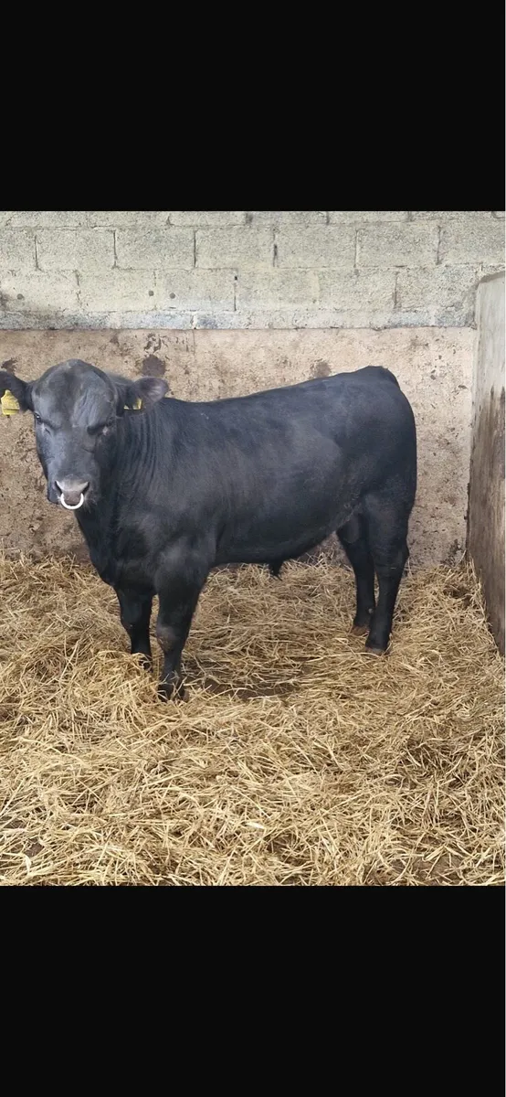 PBR AA BULL