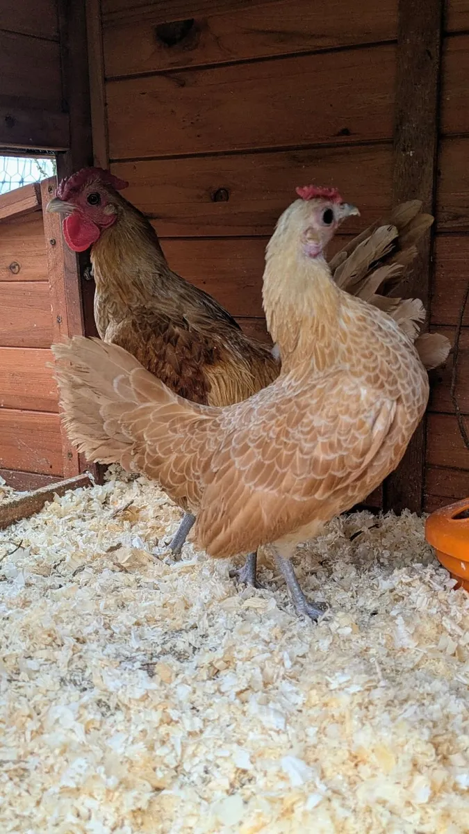 Sebright Week Old Chicks and Eggs Available - Image 3