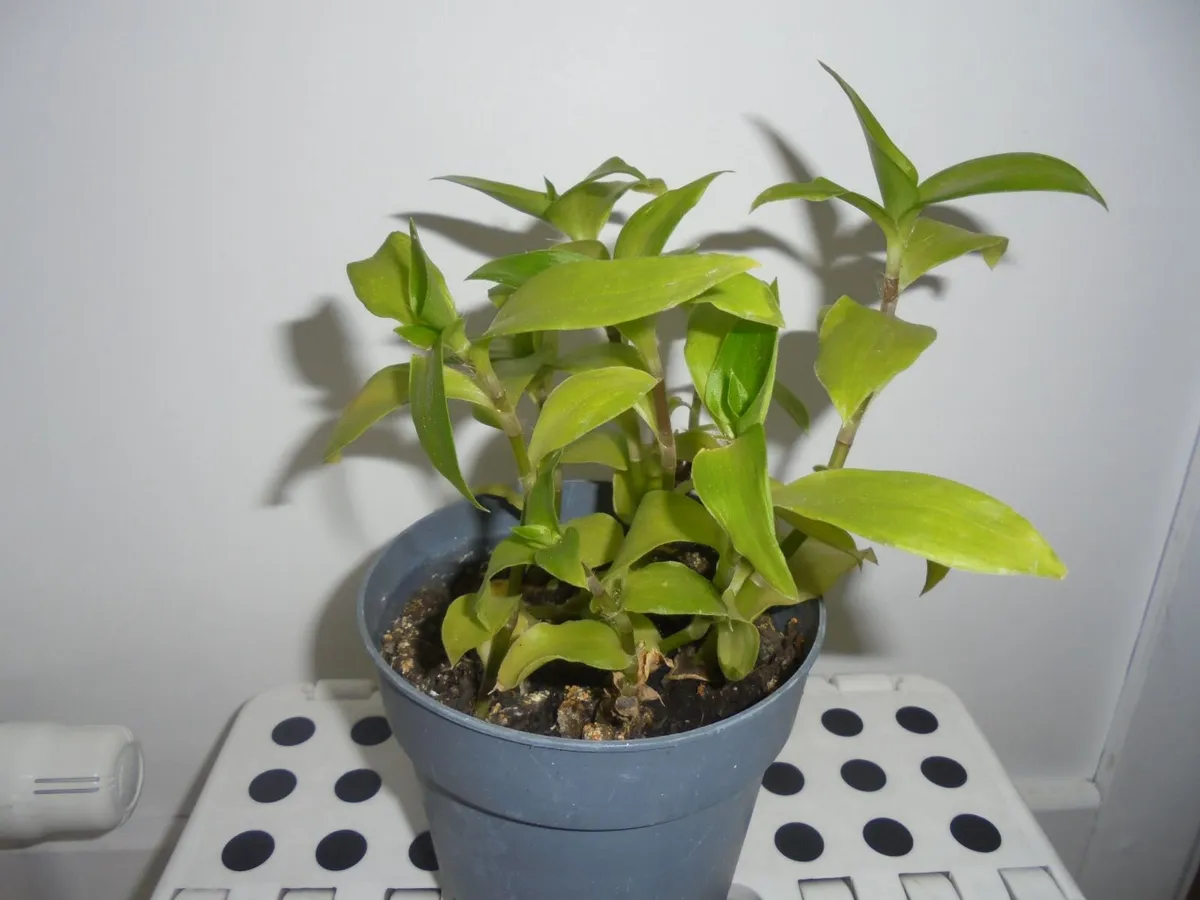 House plants - Image 2