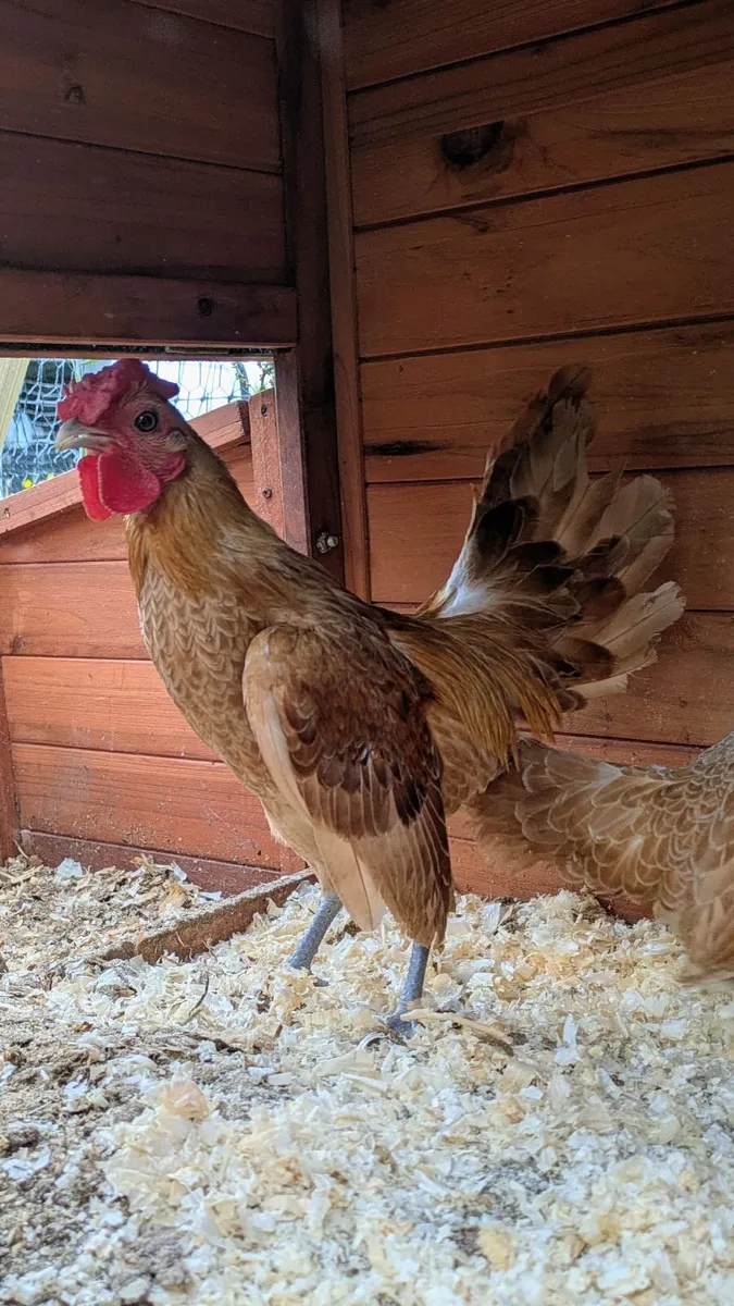Sebright Week Old Chicks and Eggs Available - Image 4