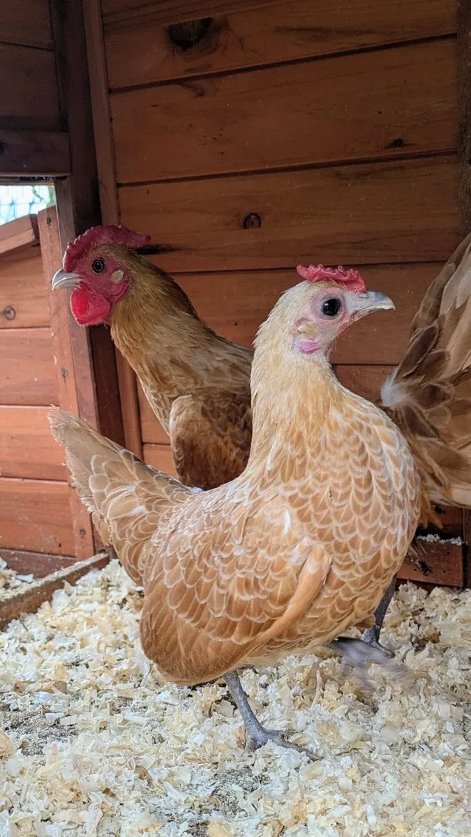 Sebright Week Old Chicks and Eggs Available - Image 1
