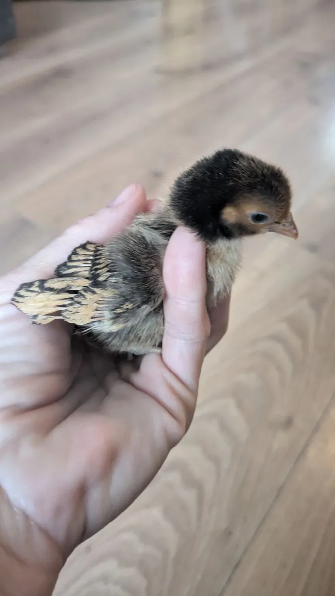 Sebright Week Old Chicks and Eggs Available - Image 2