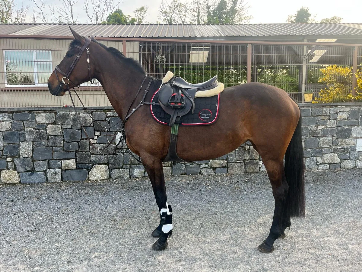 16.1 7 year old TIH mare - Image 1