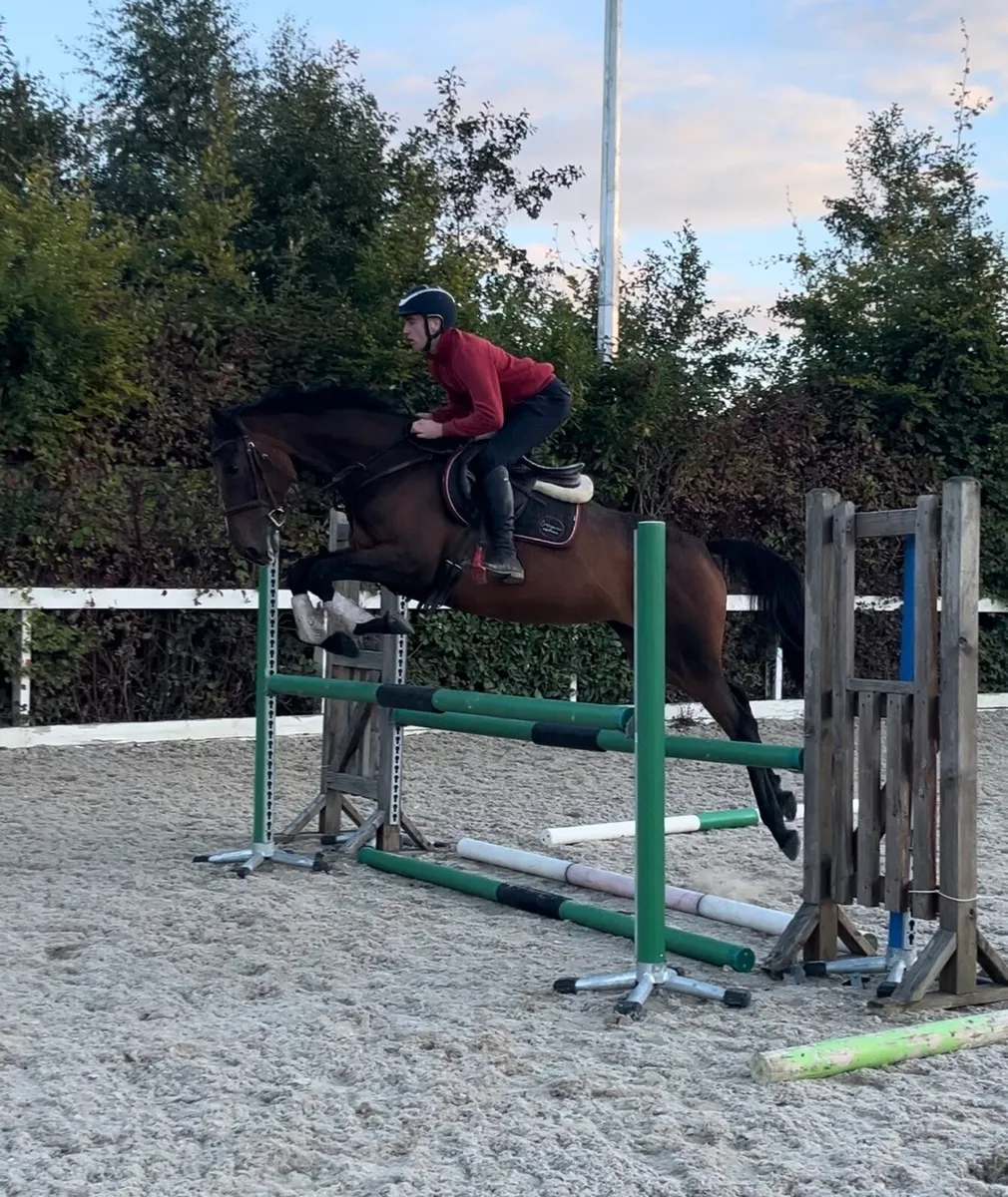 16.1 7 year old TIH mare - Image 2