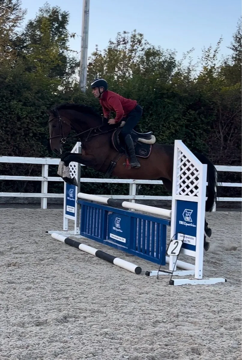 16.1 7 year old TIH mare - Image 3
