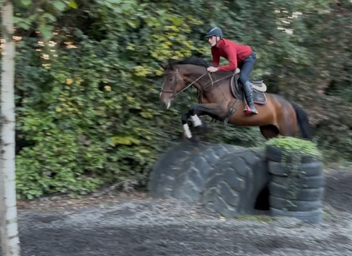 16.1 7 year old TIH mare - Image 4