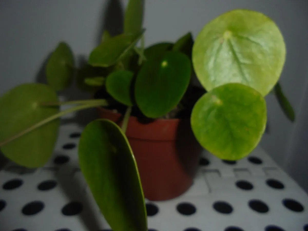 House plants - Image 3