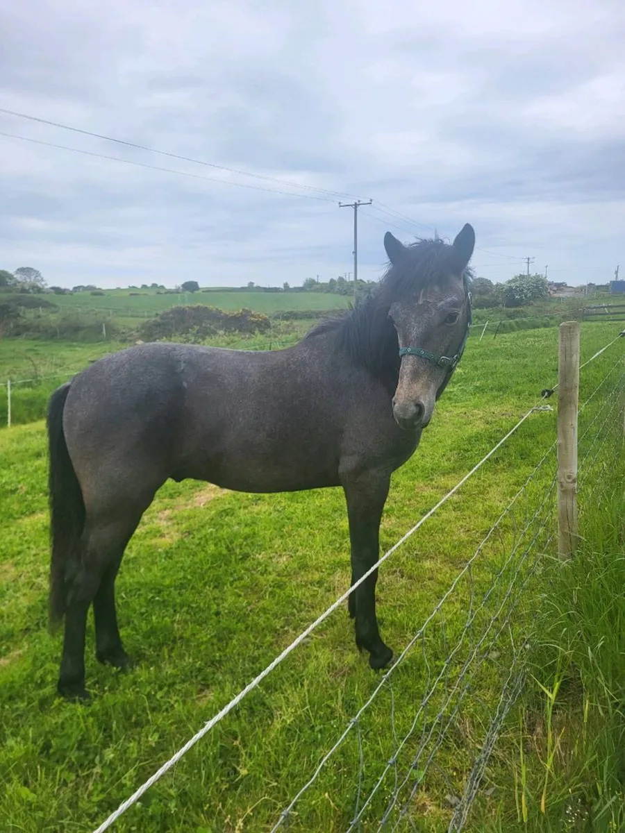 Connemara gelding - Image 1