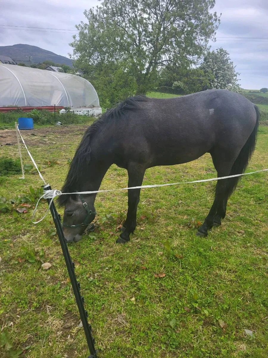 Connemara gelding - Image 3