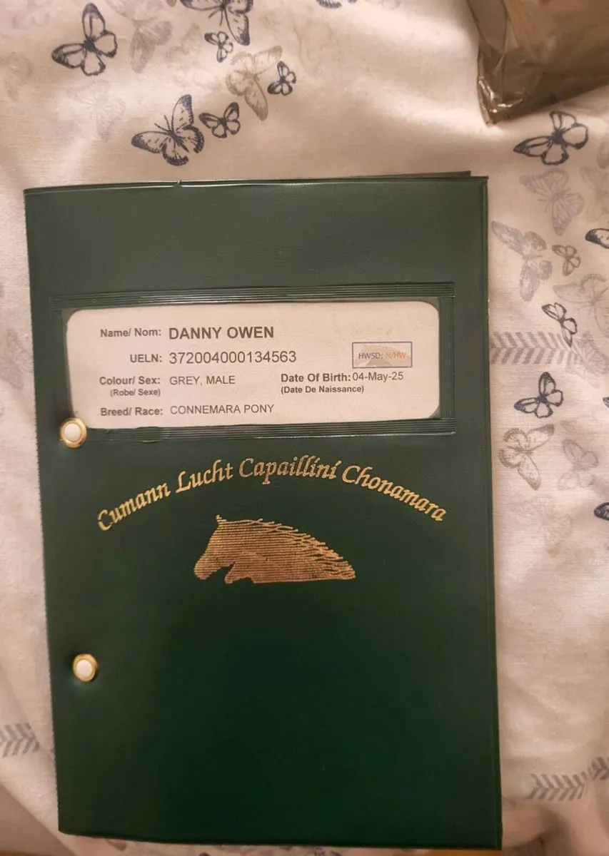 Connemara gelding - Image 4