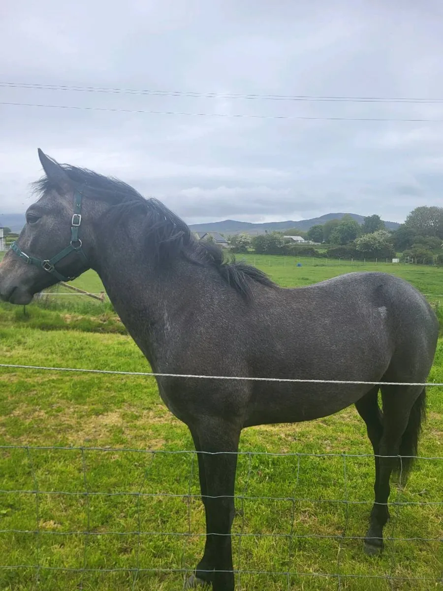 Connemara gelding - Image 2