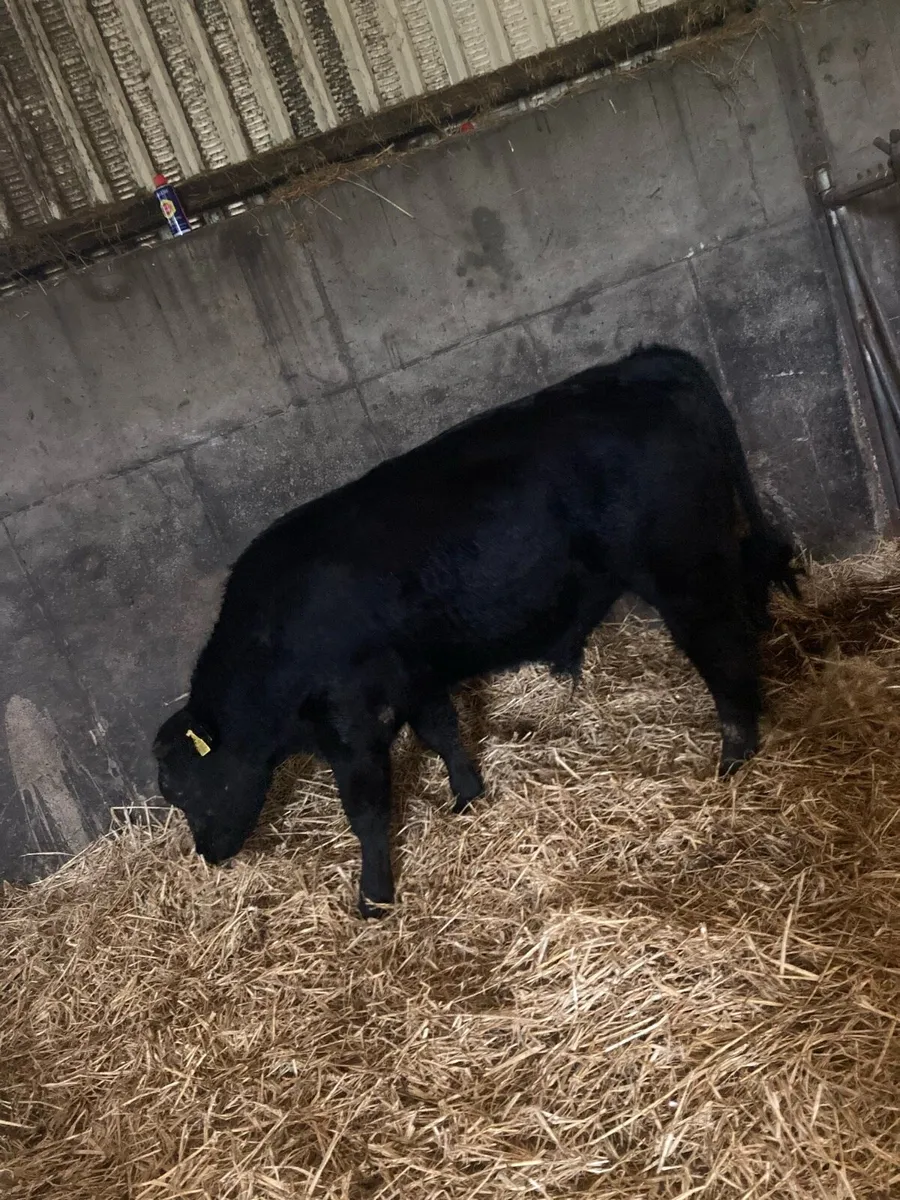 Organic weanlings & cows - Image 1