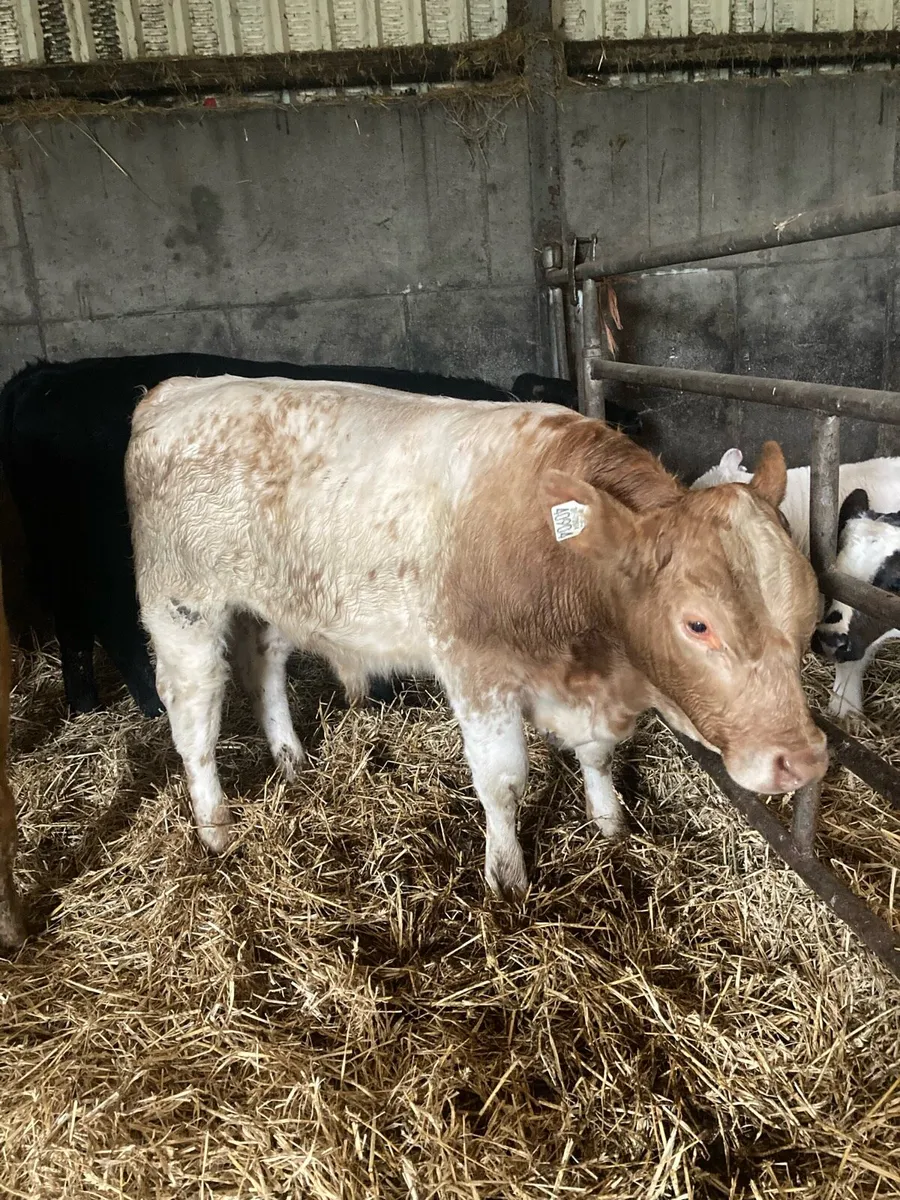 Organic weanlings & cows - Image 2