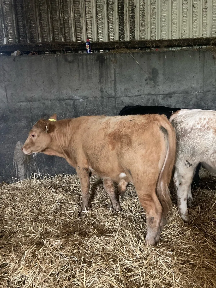Organic weanlings & cows - Image 3