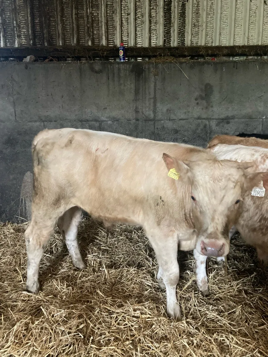 Organic weanlings & cows - Image 4