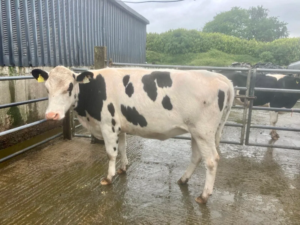 In Calf Heifer