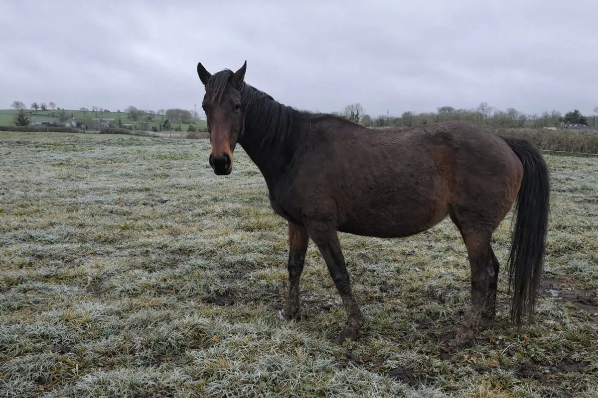 Broodmare