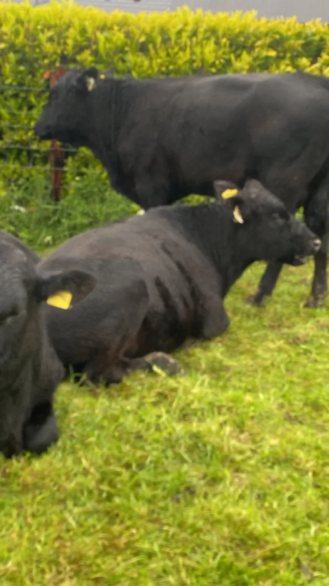 Angus bullolks for sale - Image 2