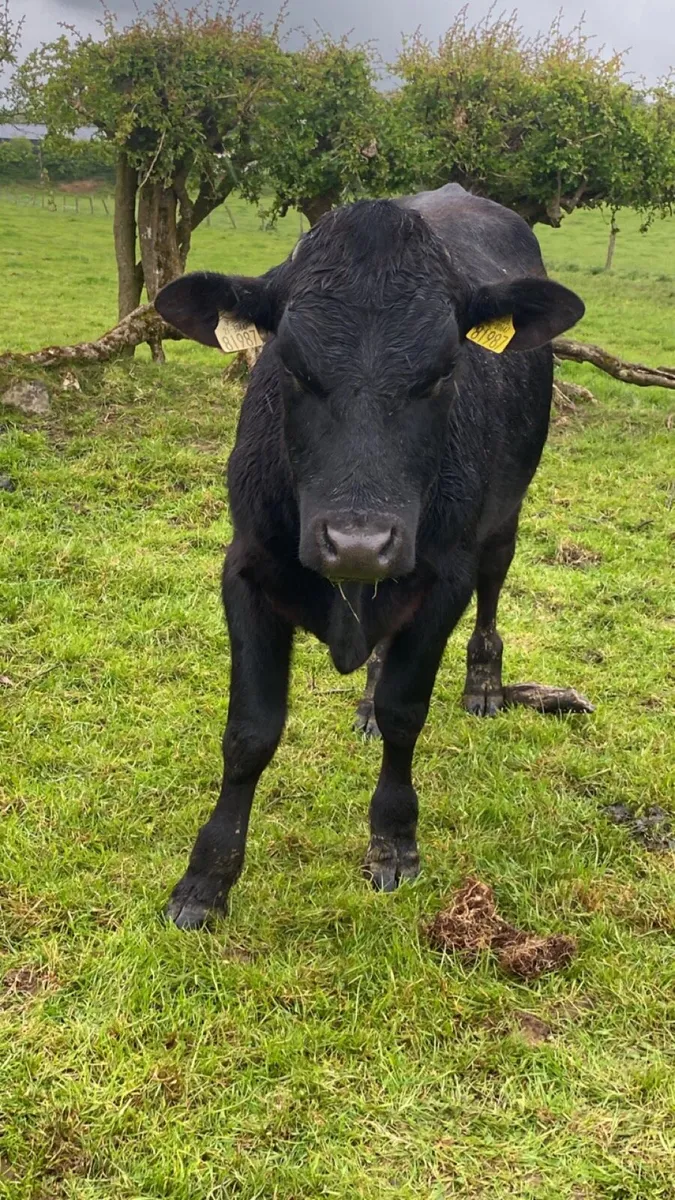 Angus bullolks for sale - Image 3