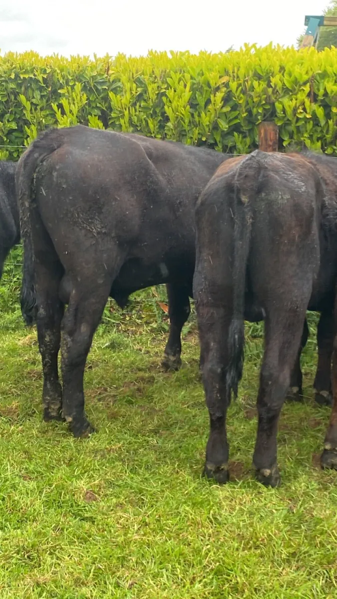 Angus bullolks for sale - Image 4