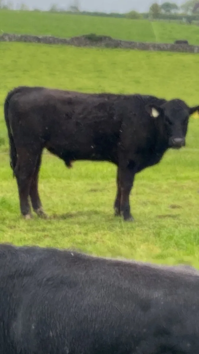 Angus bullolks for sale - Image 1