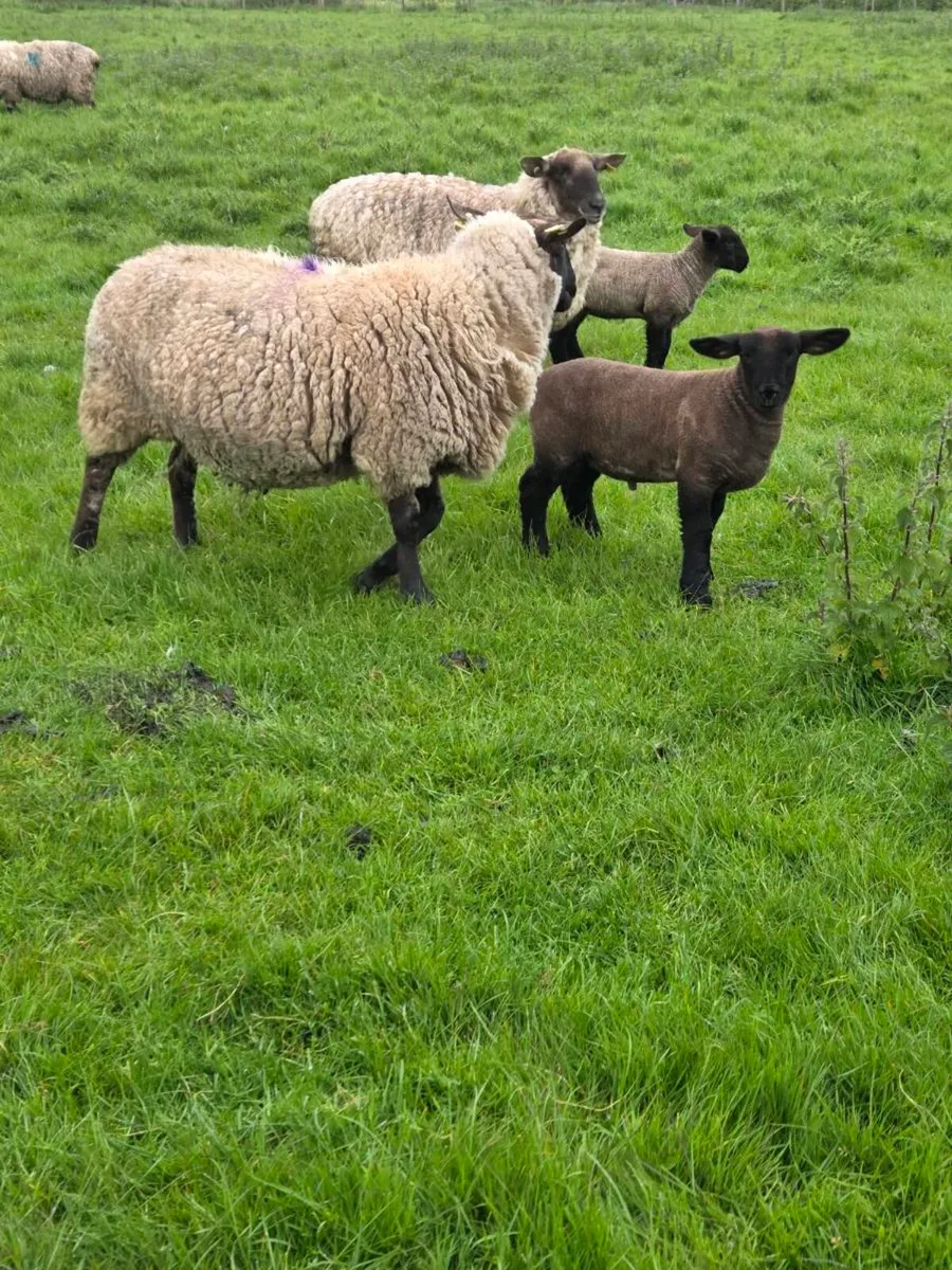 Ewes and lambs - Image 1