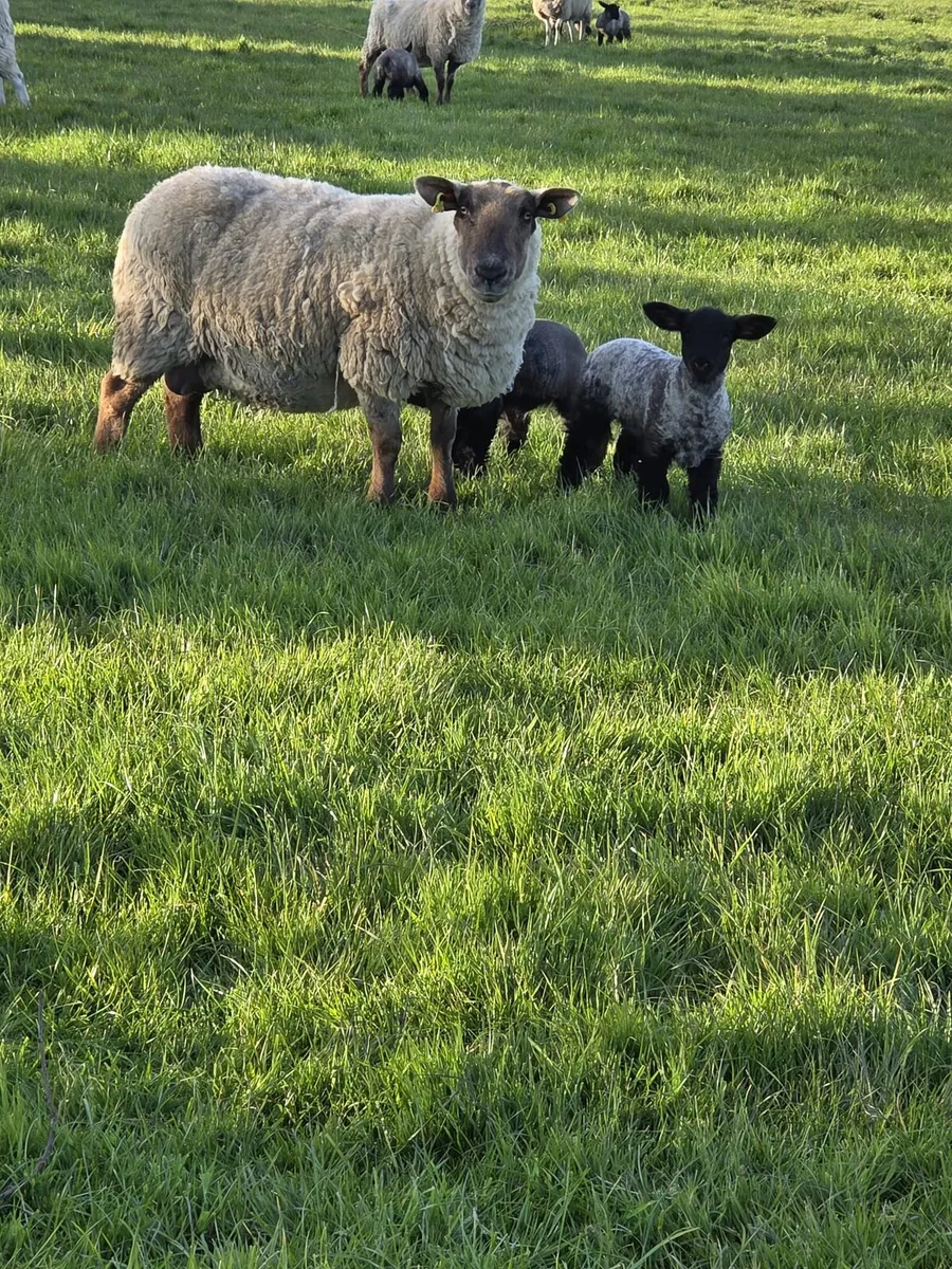 Ewes and lambs - Image 1