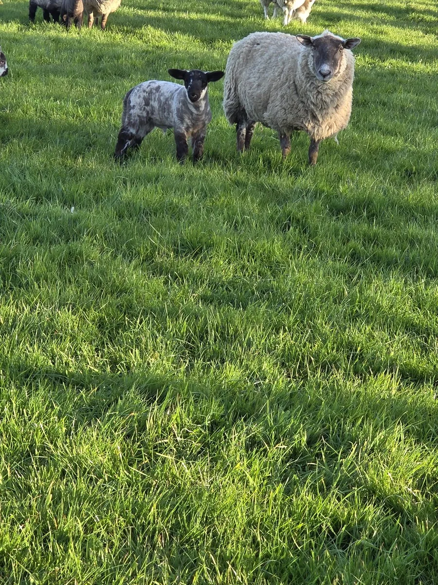 Ewes and lambs - Image 2
