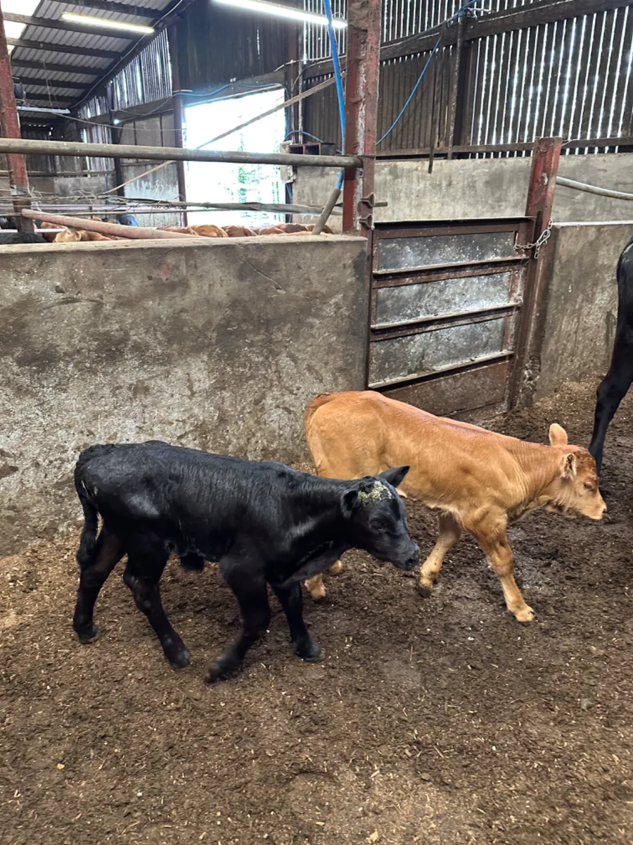 Cows and calves - Image 3