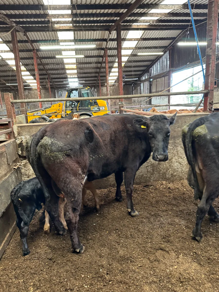 Cows and calves - Image 2