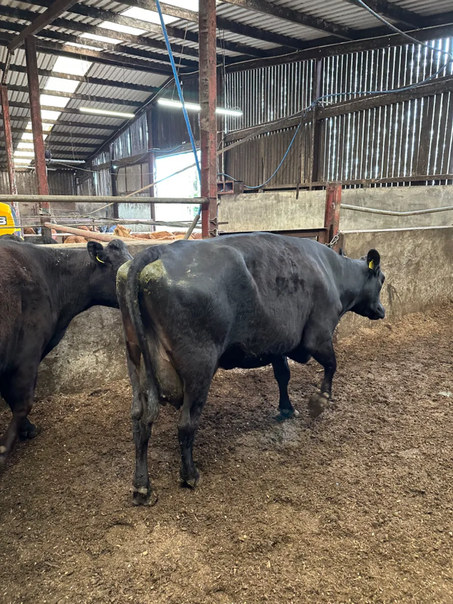 Cows and calves - Image 1