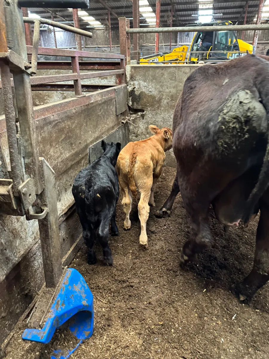 Cows and calves - Image 4