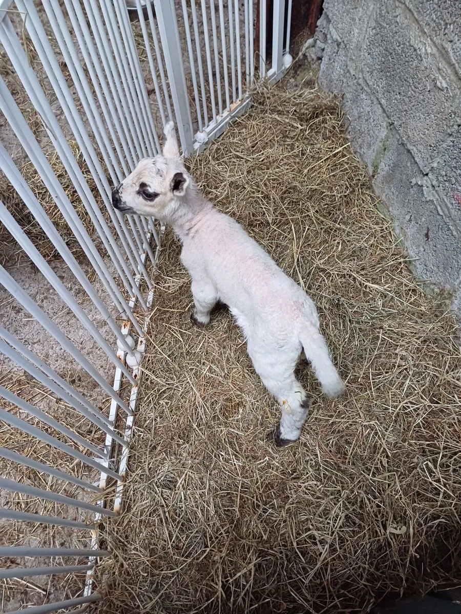 Foster Lamb