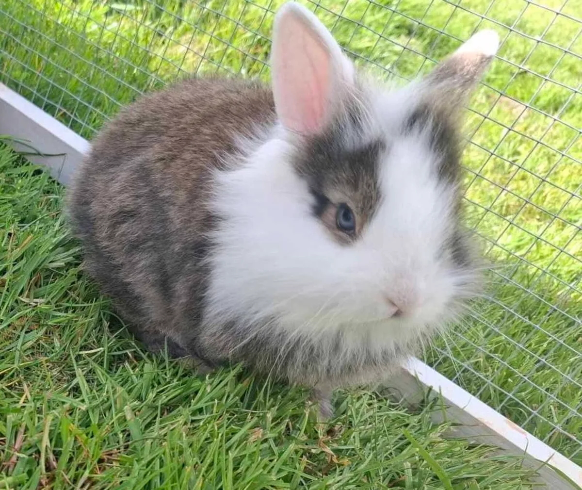 Rabbit - Image 1