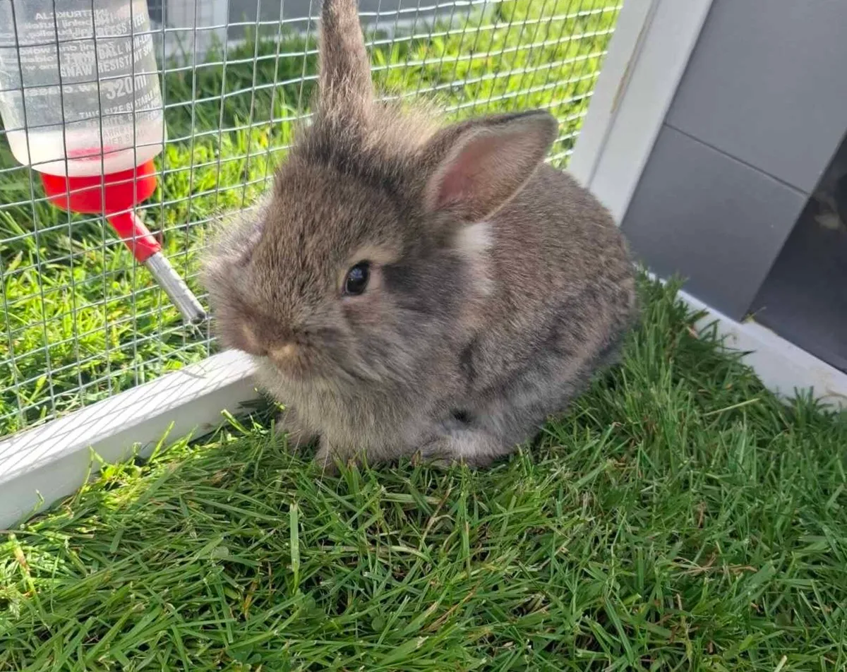 Rabbit - Image 2