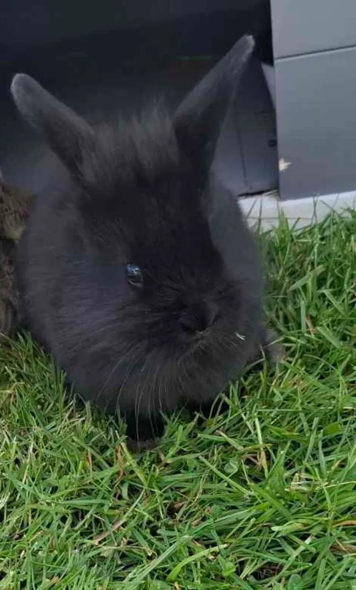 Rabbit - Image 3