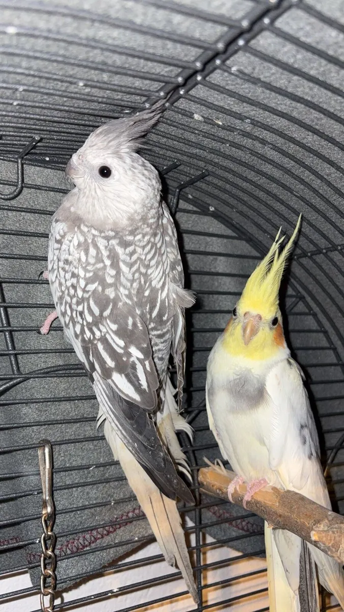 2 cockatiels for sale 1 male 1 female - Image 1