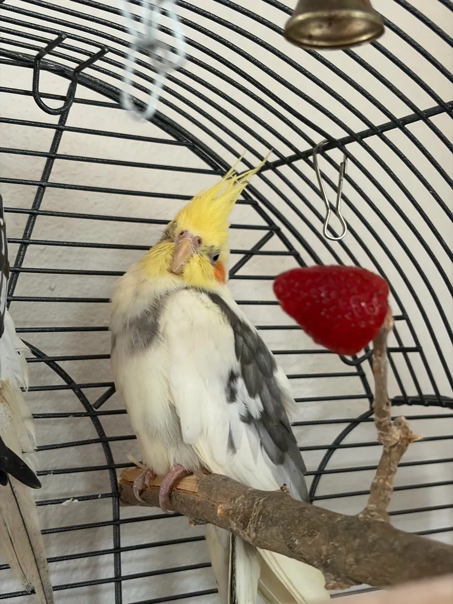 2 cockatiels for sale 1 male 1 female - Image 2