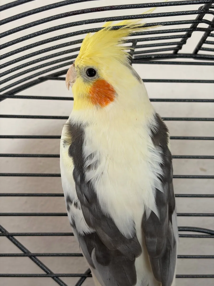 2 cockatiels for sale 1 male 1 female - Image 3