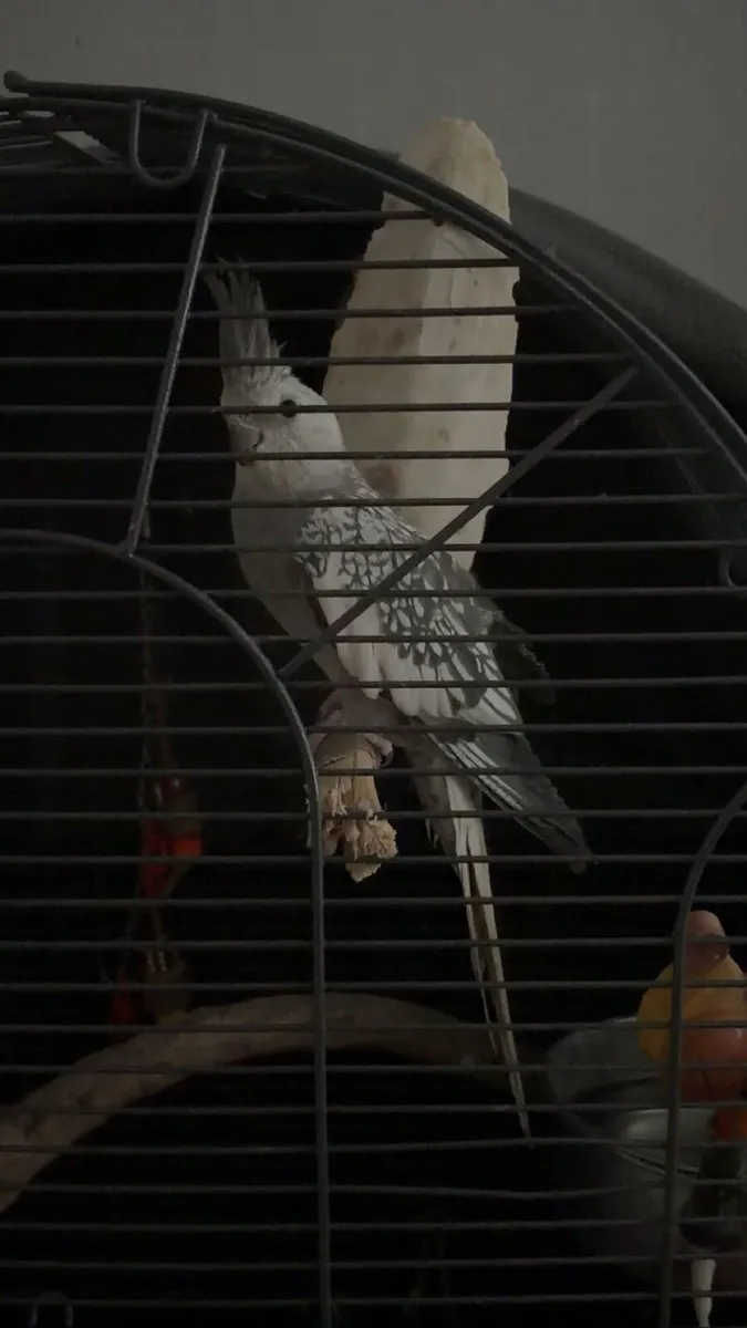 2 cockatiels for sale 1 male 1 female - Image 4