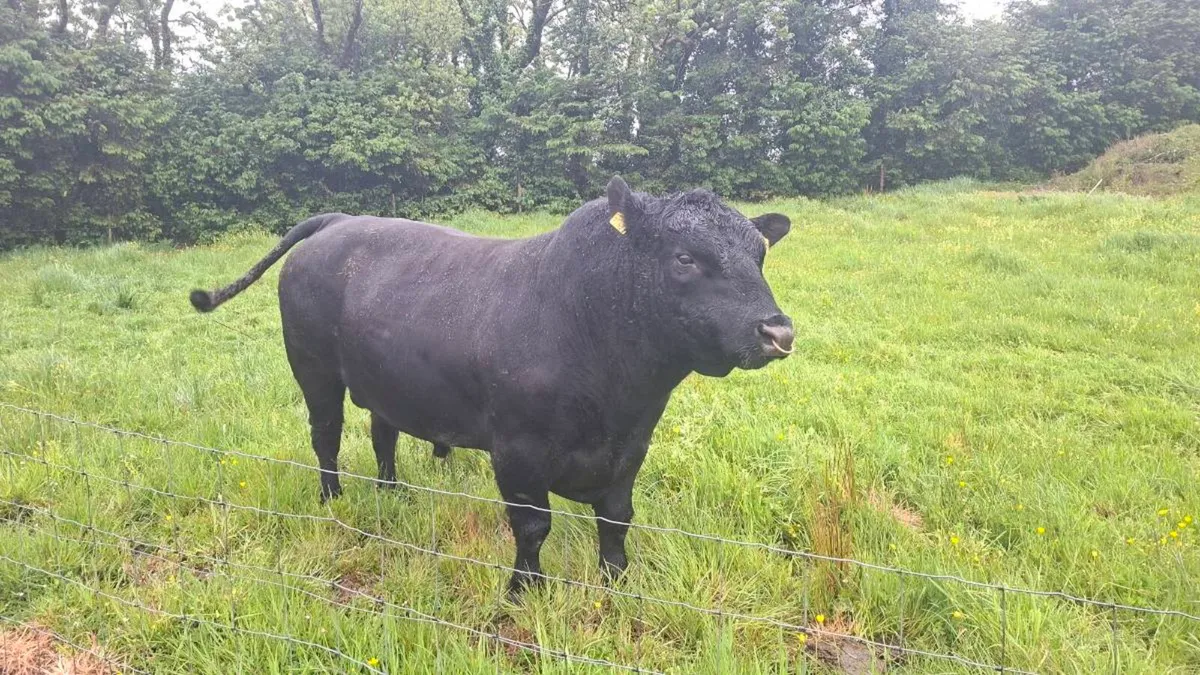 Angus stock bull - Image 1