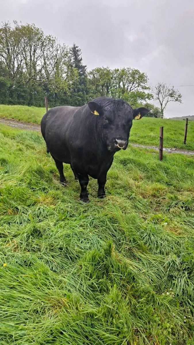 Angus stock bull - Image 2