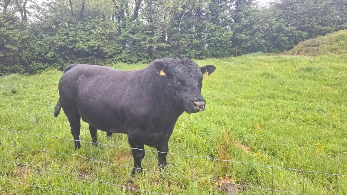 Angus stock bull - Image 3