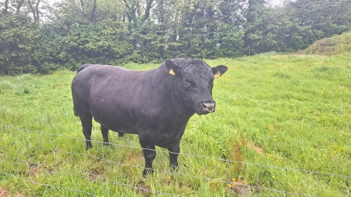 Angus stock bull - Image 4